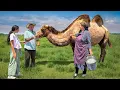 Download Lagu Azerbaijani Village Life: The Best Camel Milk Cheese and Family Cooking