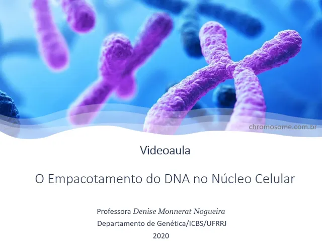A Compactação do DNA no Núcleo Celular e os Cromossomos