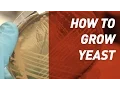 How to grow Yeast - Singer Instruments