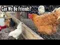 Chicks 6 Weeks Old - First Time Outside