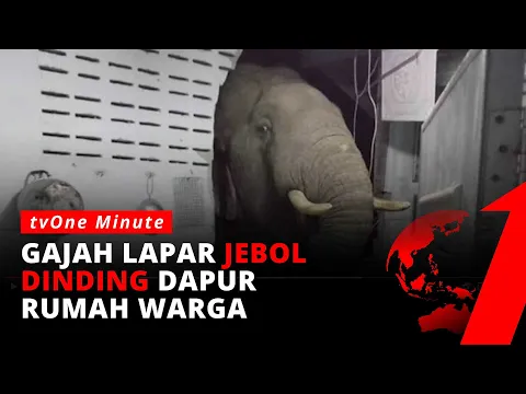 Kelaparan, Gajah Jebol Tembok Rumah Warga Demi Cari Makan