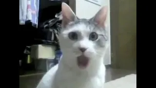 OMG Cat Shocked Meme Funny Transition True Memers