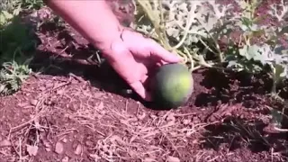 Comment cultiver les pastèques. Toutes les étapes (Saison 2021) du semis à la récolte.