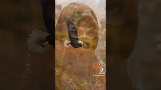 احنا كيف الصقر فوق  احنا كيف الصقر فوق