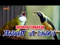 Download Lagu MASTERANCUCAK JENGGOT - SIRI SIRI - CUCAK CUNGKO