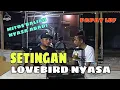 Lagu SETINGAN LOVEBIRD NYASA