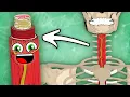 I Am Your Esophagus The Human Esophagus Song KLT Anatomy