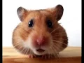 Happy Birt ay to You - Funny Birt ay Songs Waddles the Hamster