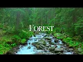 Forest Nature 4K • Relaxation Film with Peaceful Meditation Music
