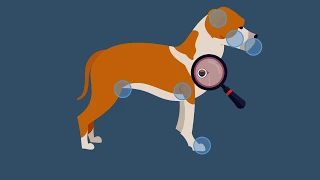 Lumps and Bumps on Your Pet