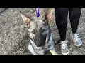 ADOPTED Mia - German Shepherd Available for Adoption in Roanoke VA