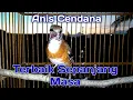 Download Lagu Anis Cendana Gacor bongkar isian - Pengembunan sampai matahari terbit