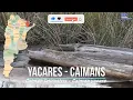 The yacares crocodiles of Argentina Los yacares cocodrilos de Argentina