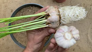 زراعة الثوم بطريقة صحيحة وبدون أخطاء للحصول على محصول وفير بوقت قصير 
