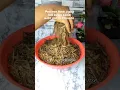 Download Lagu How to make fermented Ugba #youtubeshorts #food #cooking #ugba
