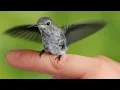 Download Lagu Rehabilitasi Kolibri Mengungkapkan: Rahasia Menarik Kolibri