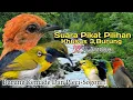 Download Lagu Suara Pikat Burung Kemade Dan Pleci+Sogon. Suara Pikat Terbaik..