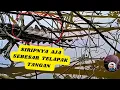 Download Lagu WASPADAI EKOR BINATANG BERSIRIP SEPERTI INI