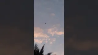 طيور اون الانبار الحلبوسي 