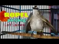 Download Lagu ROPELAN TRUCUK TERBAIK 1 nafas panjang syahdu di pagi hari