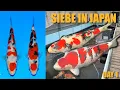 Download Lagu Maakt deze Sanke kans op Grand Champion? | Siebe in Japan Day 1