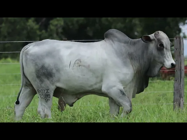 Toutor Nelore ROZZ - 2389