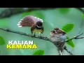 Download Lagu Jejak Perburuan \