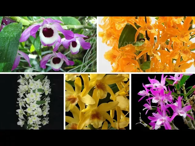 CORRE! ORQUÍDEA DENDROBIUM ADULTA POR R$ 5,00!!!! NO VASO!!!