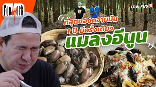 แมลงอีนูน ที่สุดของความมัน 1 ปี มีครั้งเดียว : Foodwork