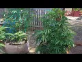 Thanks Neptune Seeds and Kalligrownbudz