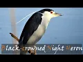Download Lagu Black-crowned Night Heron (Nycticorax nycticorax) Bird Call Video, Sunset Dam, Stories Of The Kruger