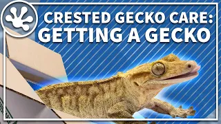 Crested Gecko Care Guide Getting a New Gecko Everything you need to know about finding a gecko