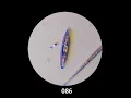 Download Lagu Navicula - how the boat-shaped diatom sails the seas of the microbe universe