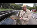 Raising Trout in Virginia - Episode 1