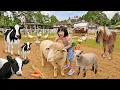 Download Lagu Kasih Makan Domba, Sapi, Naik Kuda dan Kasih Makan Burung Dara - Mengenal Binatang