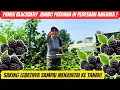 Download Lagu Panen blackberry perdana di pedesaan Amerika! Buahnya jumbo dan lebat sampai ke tanah!