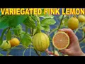 Download Lagu The Most BEAUTIFUL CITRUS TREE Everyone Should Grow!
