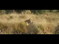 Part 2: Marsh Lioness Kaleo calling for and looking for her sons
