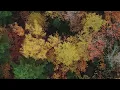 Flore Laurentienne - Promenade (Clip officiel/Official videoclip)