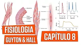 Fisiologia - Excitação e Contração do Músculo Liso (Capítulo 8) │ Guyton