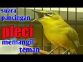 Download Lagu suara pancingan pleci memanggil teman
