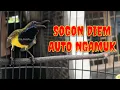 Lagu Pancingan SOGON PALING SADIS! Sekali Putar Langsung Ngamuk #pancingansogon #sogongacor #sogokotong 