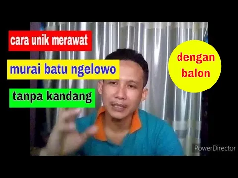 perawatan murai batu ngelowo dan ngebetmen pakai cara unik ini