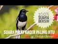 Download Lagu SUARA PIKAT KACER PALING JITU || SUARA BERSIH \u0026 GACORRR