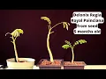Download Lagu Royal Poinciana Bonsai Tree from seed. Delonix Regia. Flame tree. Flamboyant tree