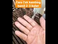 Download Lagu Cara cek kambing hamil atau tidak, cairan bening lengket tandanya hamil muda seperti di video itu 😀👍