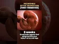 Incredible FETUS TRANSITION 1st Trimester