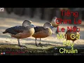 TIẾNG CHIM LE LE CHUẨN ÂM | CHIM GIỐNG MIỀN NAM