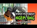 Download Lagu PANCINGAN MURAI TROTOL AGAR NGEPLONG ,sangat efektif membuat trotol rajin ngeplong//sounds birds