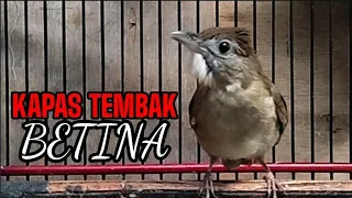 Download KAPAS TEMBAK BETINA GACOR MP3